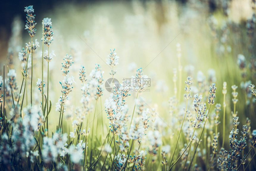 白色的城市公园中美丽的熏衣草花模糊bokeh场地背景户外草本植物图片