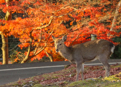 秋天野外的鹿图片