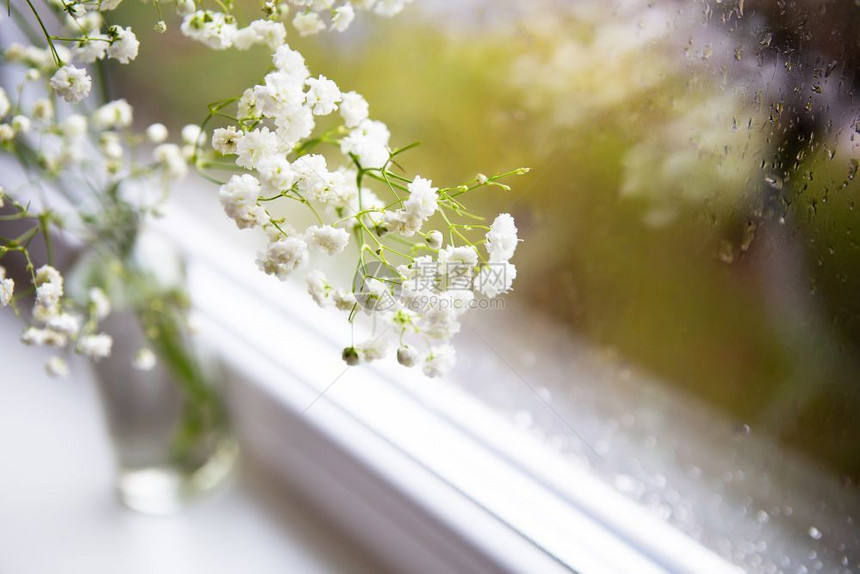 美丽的白色吉普西拉花朵站在窗户旁边紧贴雨滴在窗户上反射口里的吉普西拉反射窗户上吉普西拉反射园艺植物群木制的图片