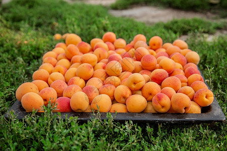 蜜杏子团体果园高清图片