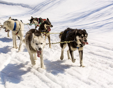 温度白色的运输冬天拉雪橇的狗冬天拉雪橇的狗图片