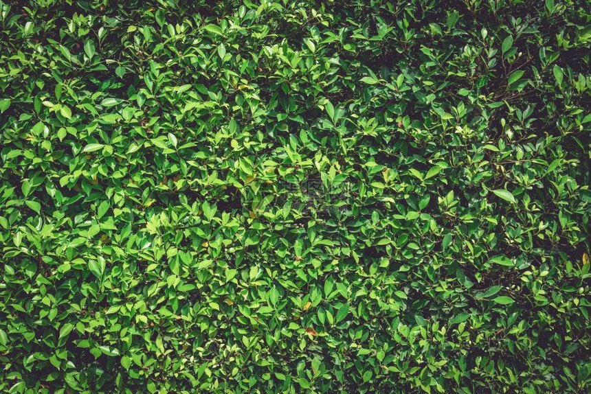 有机的绿色自然墙壁植物背景树质和壁纸概念自然动力的暗音自然动力的基调有机叶子的低密钥质地天图片