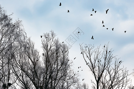 恐惧轮廓灰蒙乌鸦在无叶树中飞翔对抗灰蓝天空选择焦点乌鸦和在赤草树中图片