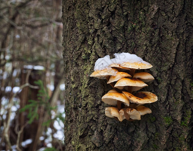 冷冻健康雪下Flammulina天花板又称冬蘑菇或金针根的图片