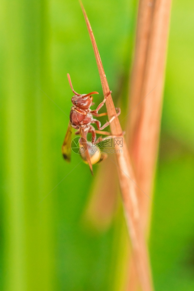 Hymenoptera被归类为蜜蜂昆虫因Hymenoptera的刺是一种有毒的昆虫黑色豆科夏天图片