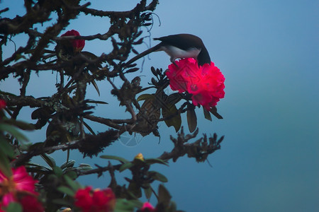 自然顶峰甜的黑头西比亚传授红双登花在盛开的喜马拉雅山林中聚焦于罗多登花背景图片