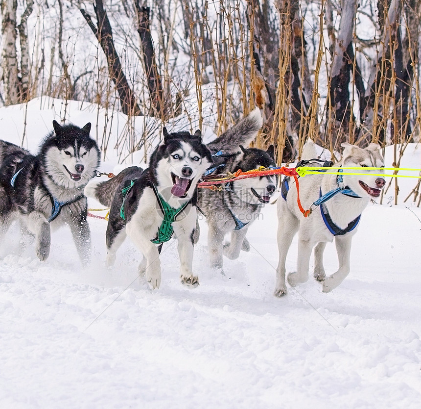 忙碌的在冬季拉着雪橇比赛的狗在骑马时候追求放牧图片