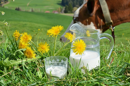 瑞士的奶和区瑞士草地高山生态的图片