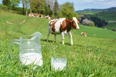 田园诗般的乳白色瑞士奶和区瑞士动物图片