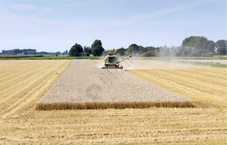 忙于在Holland收获小麦的农民行业植物结合图片
