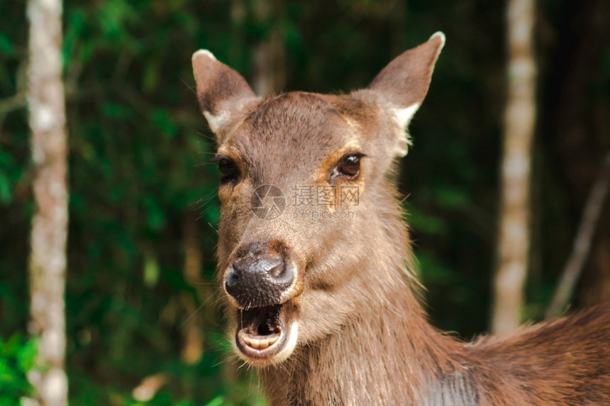 年轻的常设野鹿是毛草粗糙坚硬棕褐色野生动物图片