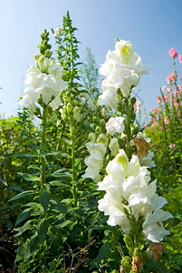 蓝天下田里的白花阳光明媚的一天松龙草本植物农场图片