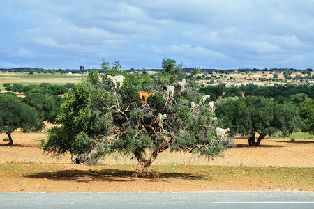 栽培风景优美山羊爬上阿甘树吃其坚果Essaouira摩洛哥农业图片