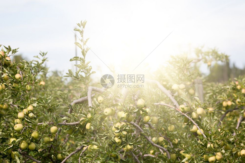 绿色素食主义者在阳光明媚的夏日盛满果实的苹园食物图片