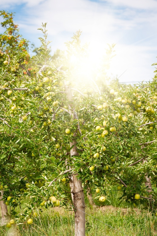 在阳光明媚的夏日盛满果实的苹园自然生长季节图片