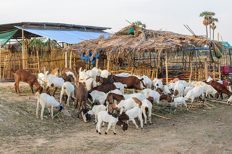 户外年轻的牧羊牛群放叶从农场的一堆树枝中获取食物人们图片