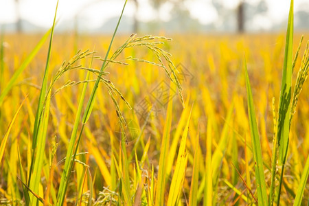 农田种植园绿色大米田的稻等待收获煮饭大米图片