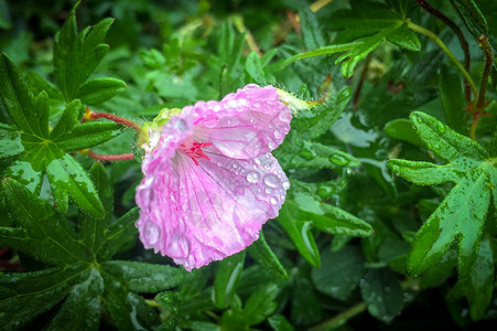 湿粉红花和雨中的绿叶湿农村花园背景图片