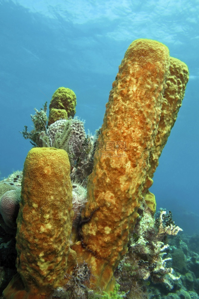 保护生活水肺古巴加勒比海滨珊瑚礁PlayaGiron图片