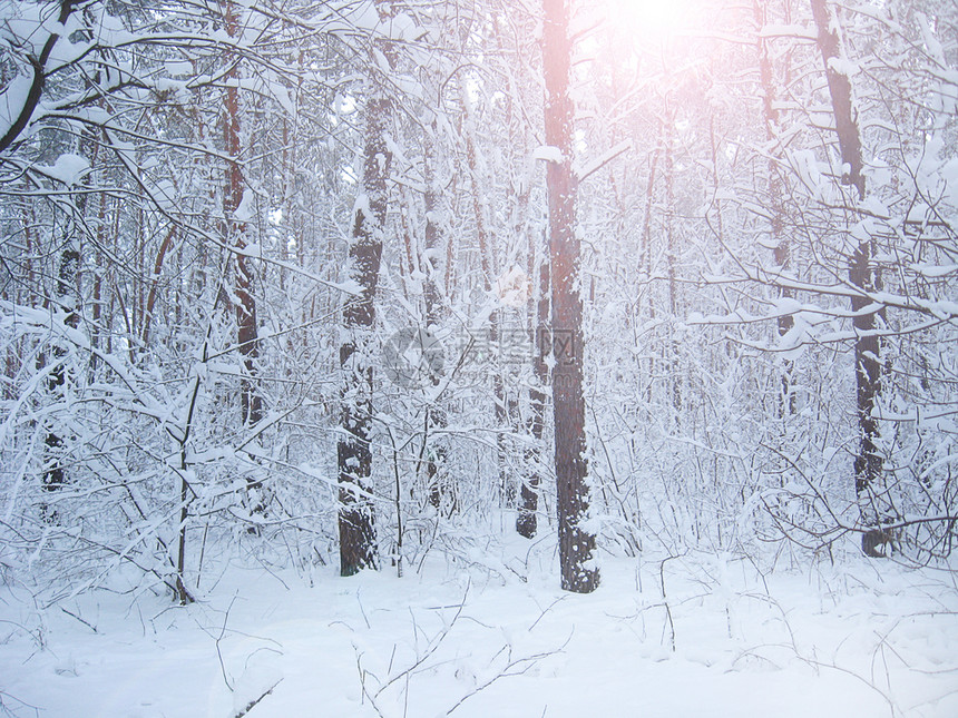 雪堆王冠白色的被厚雪覆盖树枝冬季森林中的冻结时间冬季森林中被雪覆盖的树木森林中美丽风景霜木中的小径冬季森林中的美丽风景木中的雪图片