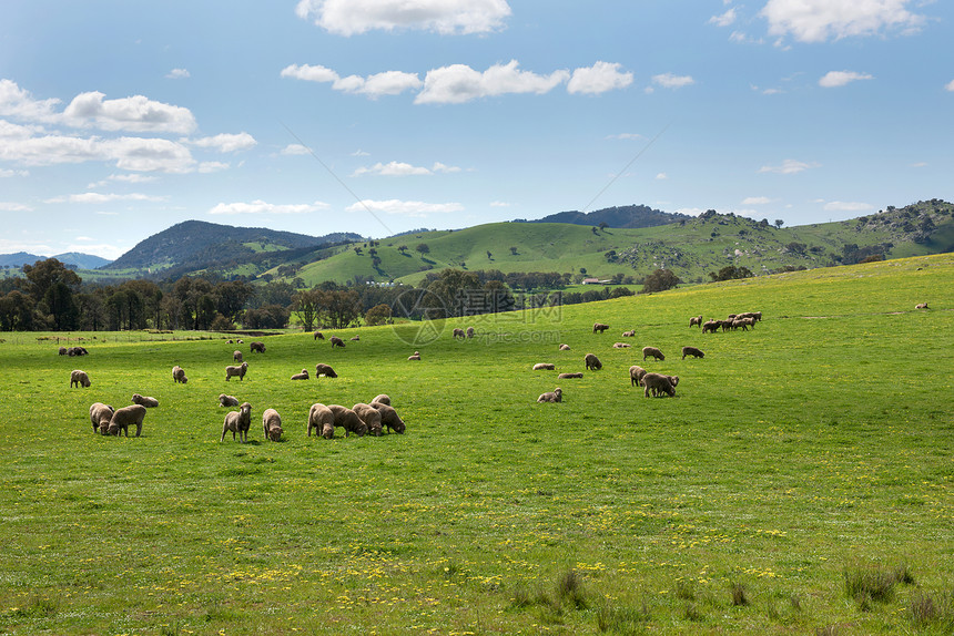 蓝色的帖子澳大利亚新南威尔士州橄榄球附近的农田中牧羊绿色图片
