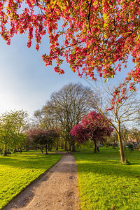 盛惠全城吠户外在英国曼彻斯特Whitworth公园一个阳光明媚的春天下午开花盛的Kwazan樱桃树和其他木干背景