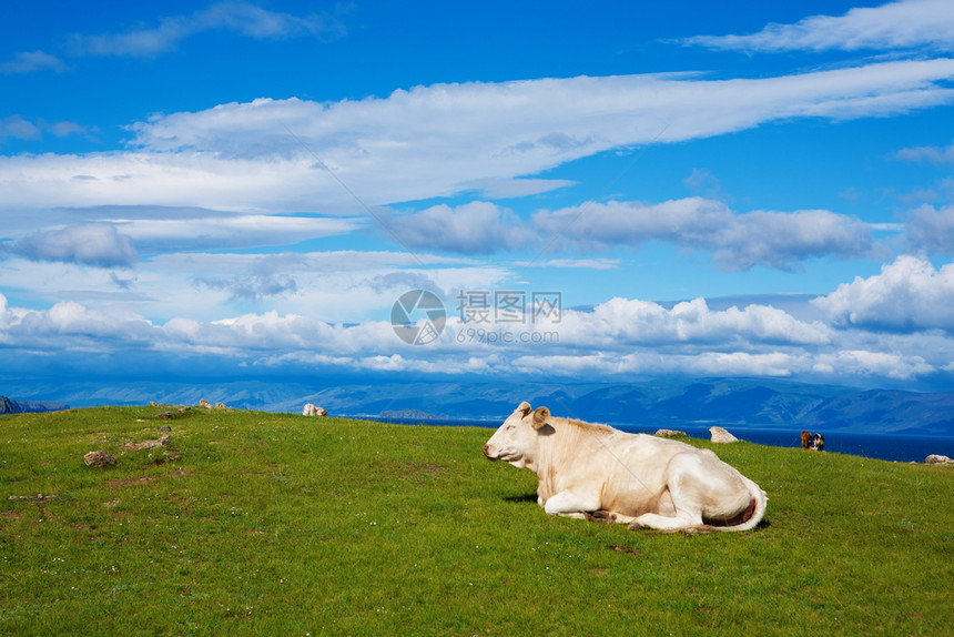 有机的田园诗般高山牧草地貌与放牛在明亮的日落与天空之云闪亮的蓝色背景下田园诗图片
