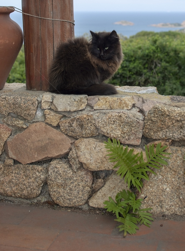 宠物肖像黑棕色猫坐在石墙上海观意大利撒丁岛的马西亚Sardinia黑棕色猫坐在石墙上海观爪子图片