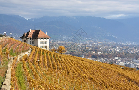 农业城堡田园瑞士Lavaux地区葡萄园图片