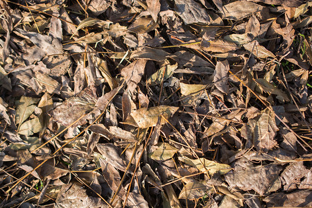 树叶秋天季节纹理背景与叶子的明亮脆弱图片