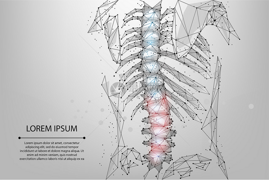 解剖学诊所X射线抽象网状和圆形理物疗法人类脊椎多边形使雌后背产生hernia图片
