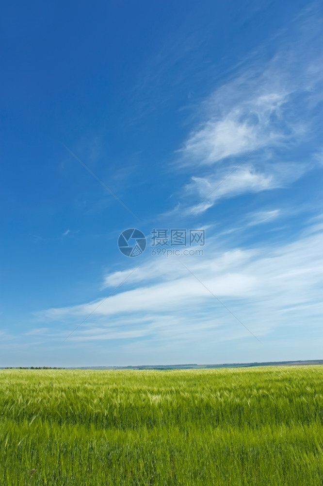 水平的超过夏初在大麦田上空的天景色白图片