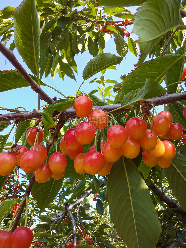 绿叶和蓝天在分店的红色和奥阿涅里炼樱桃甜的花园图片