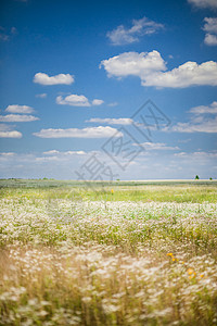 在下面景观蓝云天空下有花朵的田地季节高清图片
