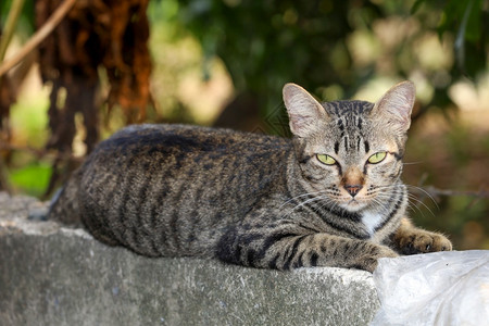 蓬松的品种紧闭灰猫屋的坐着休息在泰国花园附近的旧墙壁上有趣图片