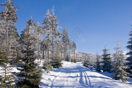 冬季雪景风光背景图片