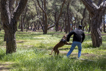 嗅探器犯罪狗纯种K9在土耳其对一只狼犬进行攻击训练背景