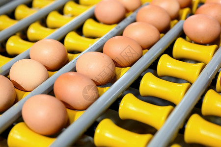 鸡蛋养殖场自动化运输图片