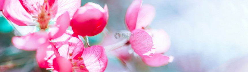 晴天花朵植物充满明的粉红苹果树花春天背景美丽的自然场景阳光果园抽象模糊的春季背景空间复活节制日阳光明媚的彩色图片