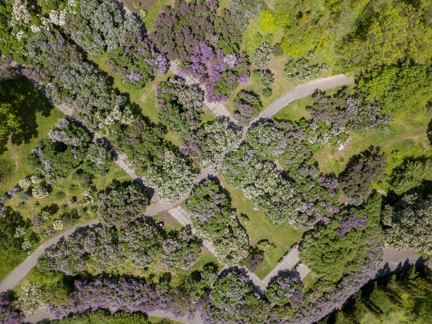 最佳场景风夏季植物园和道路中美丽开花的树木空中景象植物园盛开的树木空中景象最高视野图片