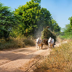 令人惊异的农村风景有两辆白色牛排拉车和泥土路上干草亚裔人骑着缅甸运输农业景观背景