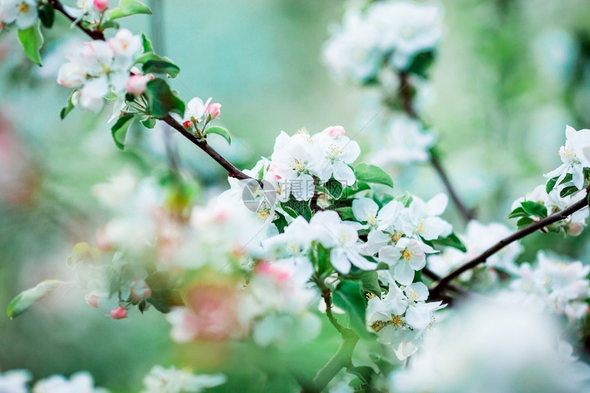 开花的投标春天园里的白樱桃温暖的日子里盛开苹果树枝上花朵春天里盛开的苹果树枝上花朵图片