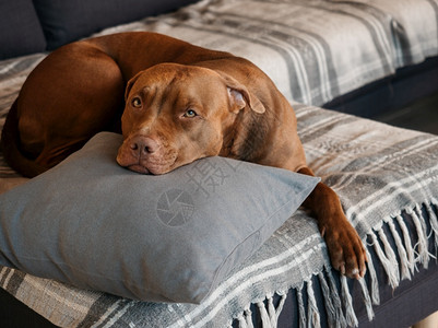 美国比特犬在室内眼睛困照顾教育服从训练以及养宠物的概念棕色可爱小狗近身室内日光概念背景