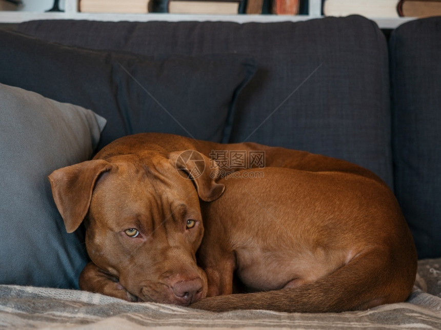 可爱的沙发照顾教育服从训练以及养宠物的概念棕色可爱小狗近身室内日光概念维兹拉图片