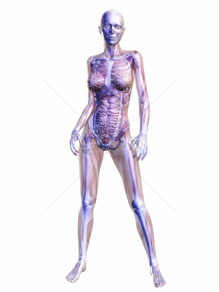 人类解剖数字可视化颅骨生物人道图片