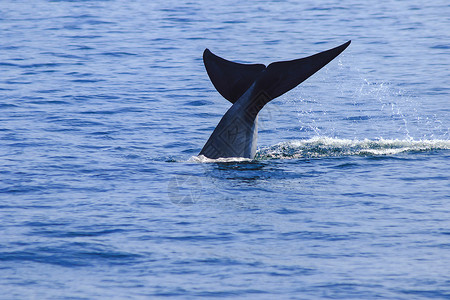 藤壶户外海洋鲸尾鱼被饲养水喷鲸尾鱼在海上的布鲁达中鲸尾鱼布鲁达是一头大型鲸鱼是哺乳动物雄伟背景