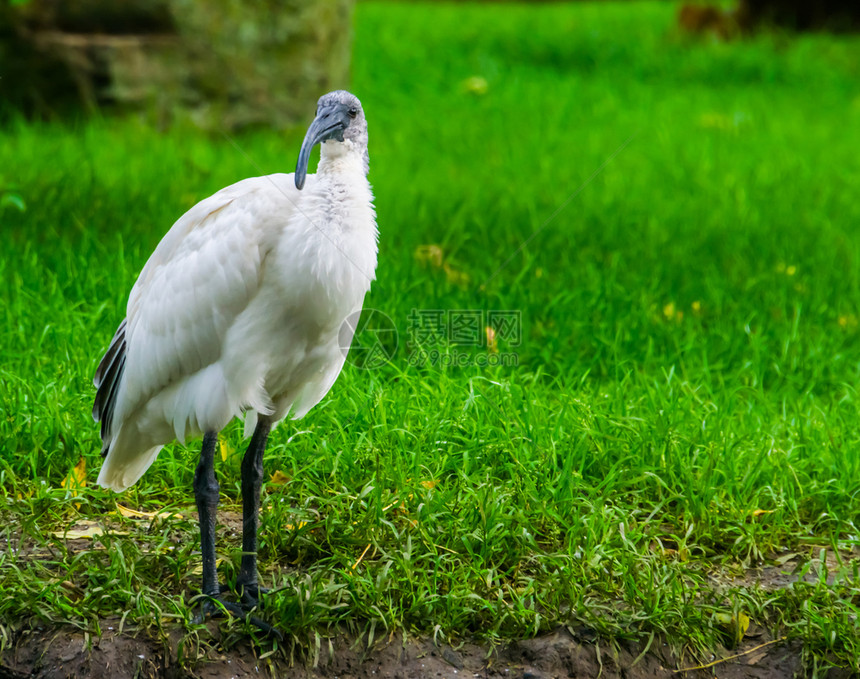 亚洲人印度尼西种近受威胁鸟类群落附近的黑头东方白色ibis的近视肖像图片