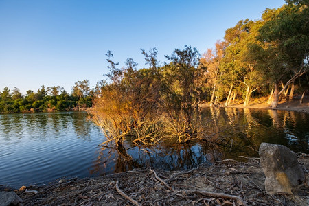 自然植物外部塞浦路斯的阿塔拉萨湖水光明亮树木阳媚图片