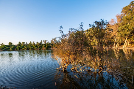 森林鸟国民塞浦路斯的阿塔拉萨湖水光明亮树木阳媚图片