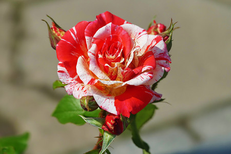 红白黑颜色复制柔软的美丽少林黑龙混合玫瑰红白特辑背景